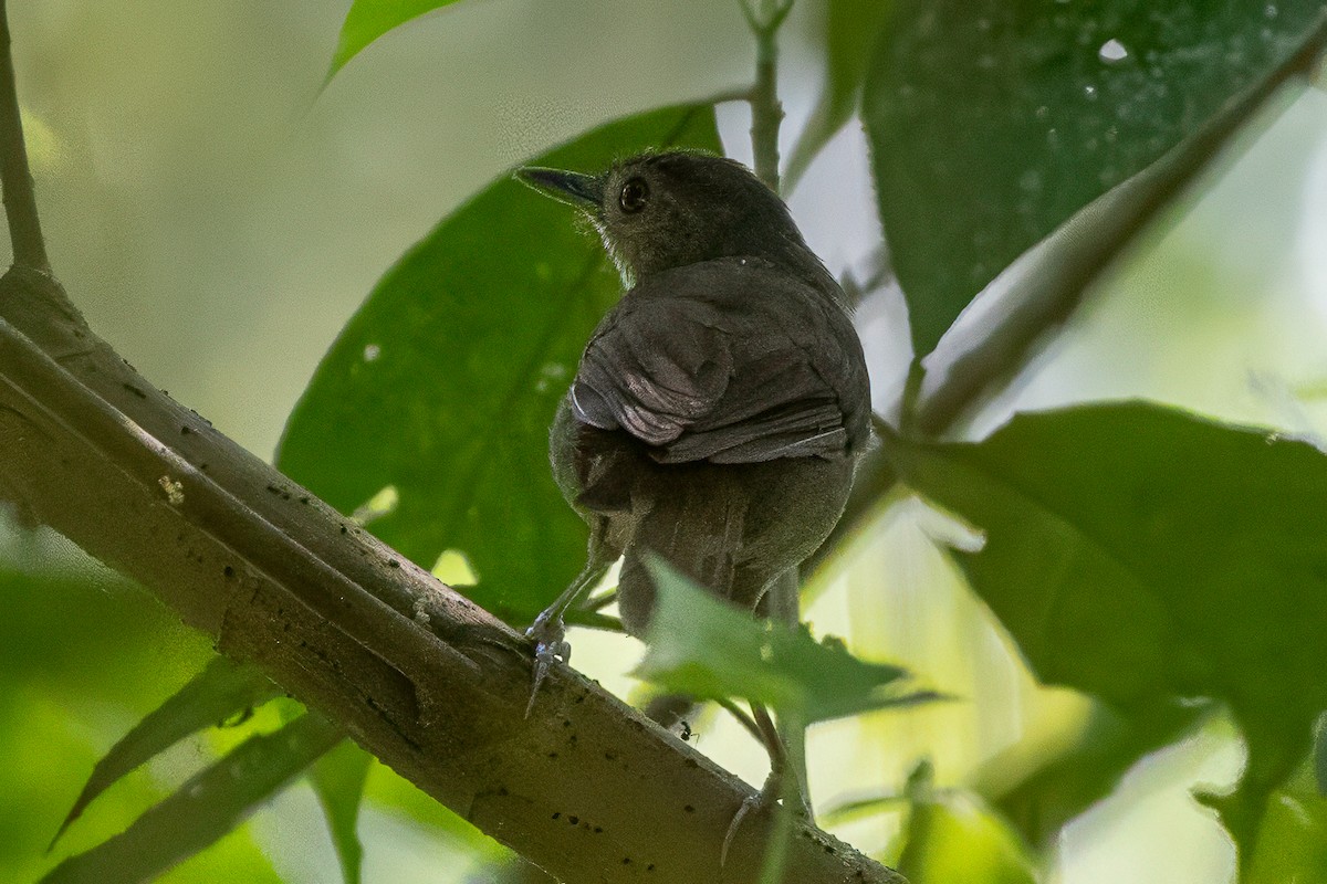 Sulawesi Babbler - ML642011601