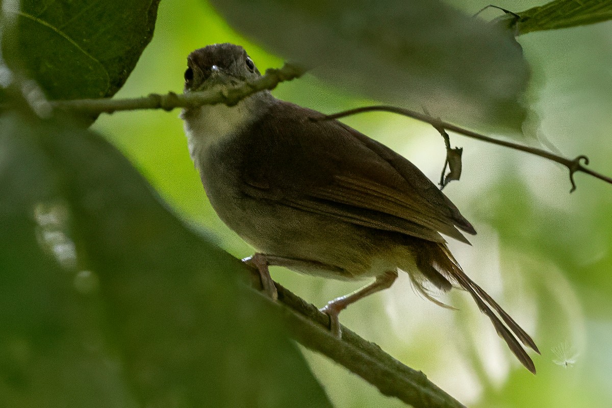 Sulawesi Babbler - ML642011603