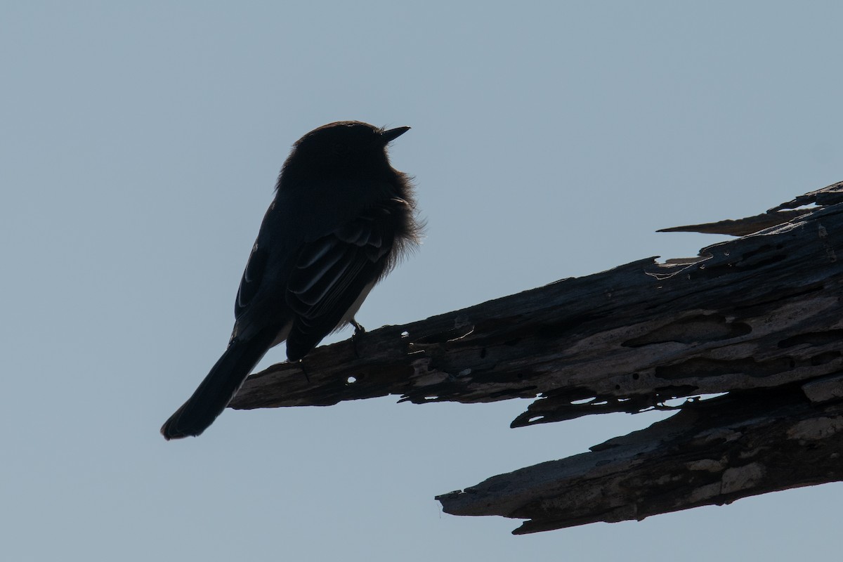 Black Phoebe - ML642011612