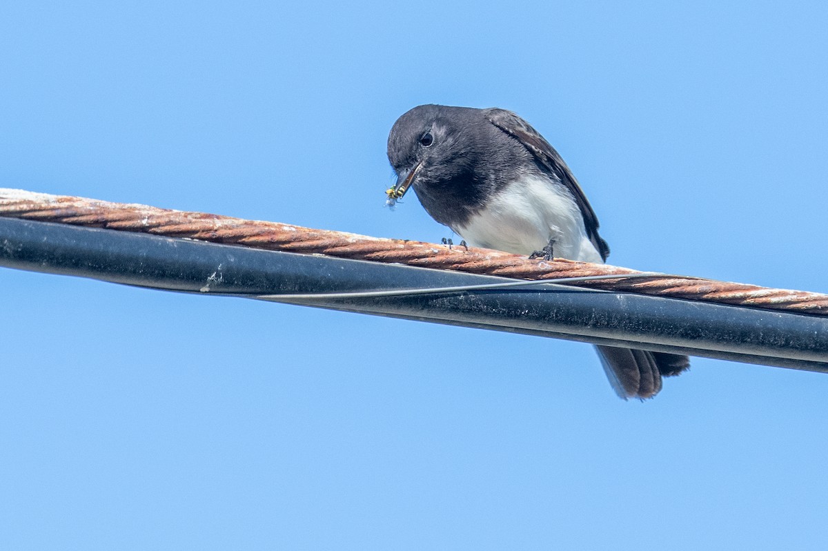 Black Phoebe - ML642011613
