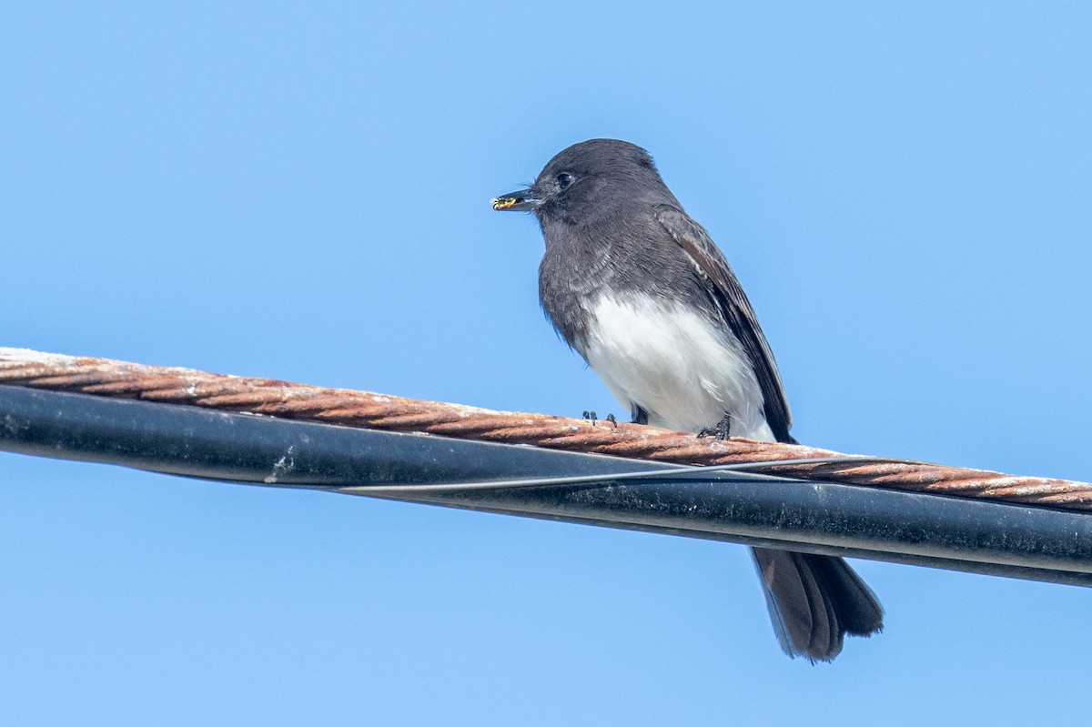 Black Phoebe - ML642011614