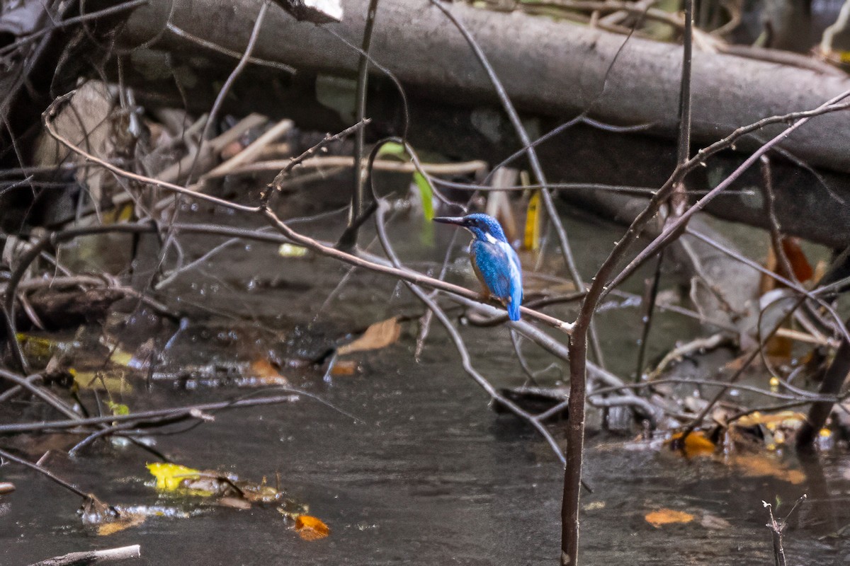 Blue-eared Kingfisher - ML642011615