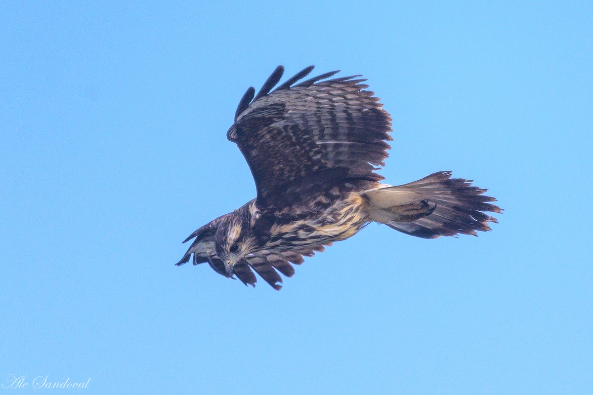 Snail Kite - ML642011618