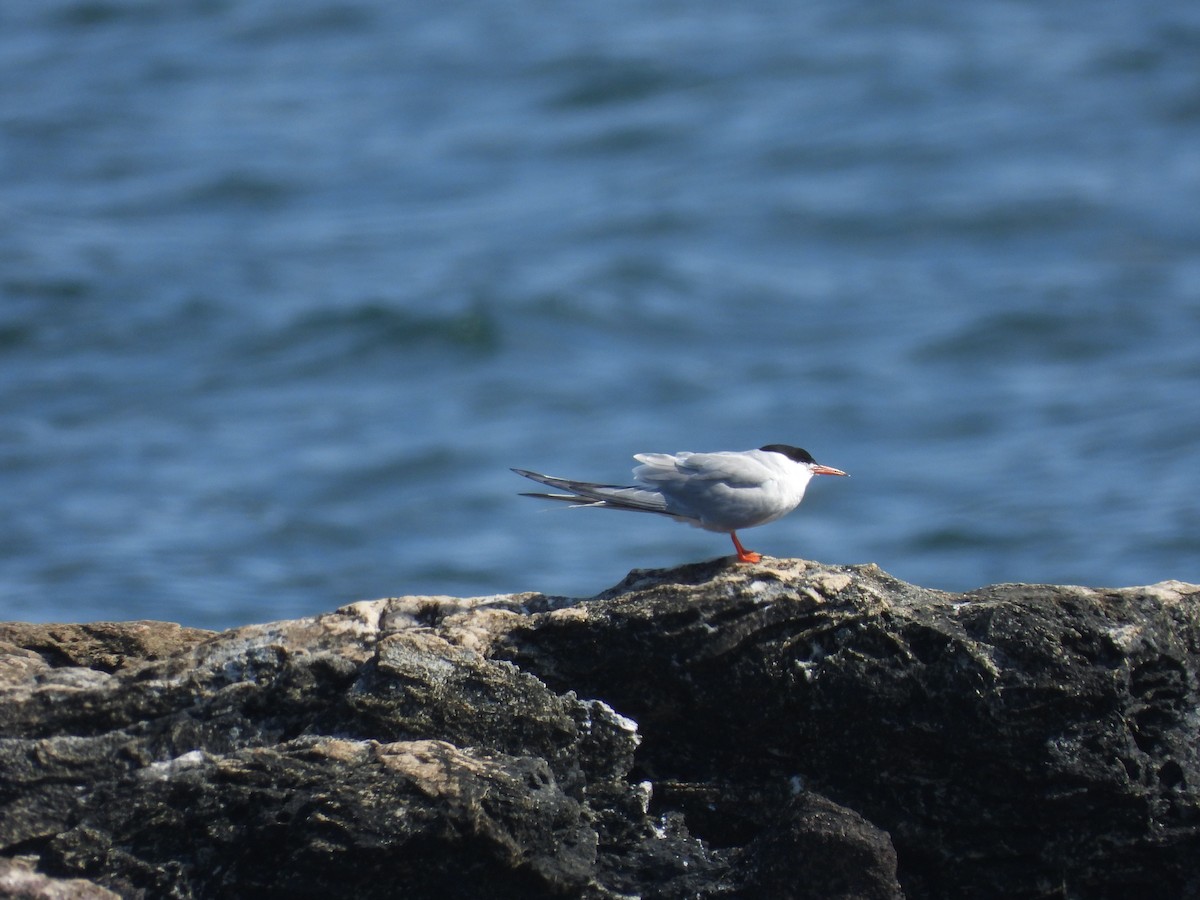 Common Tern - ML642011627