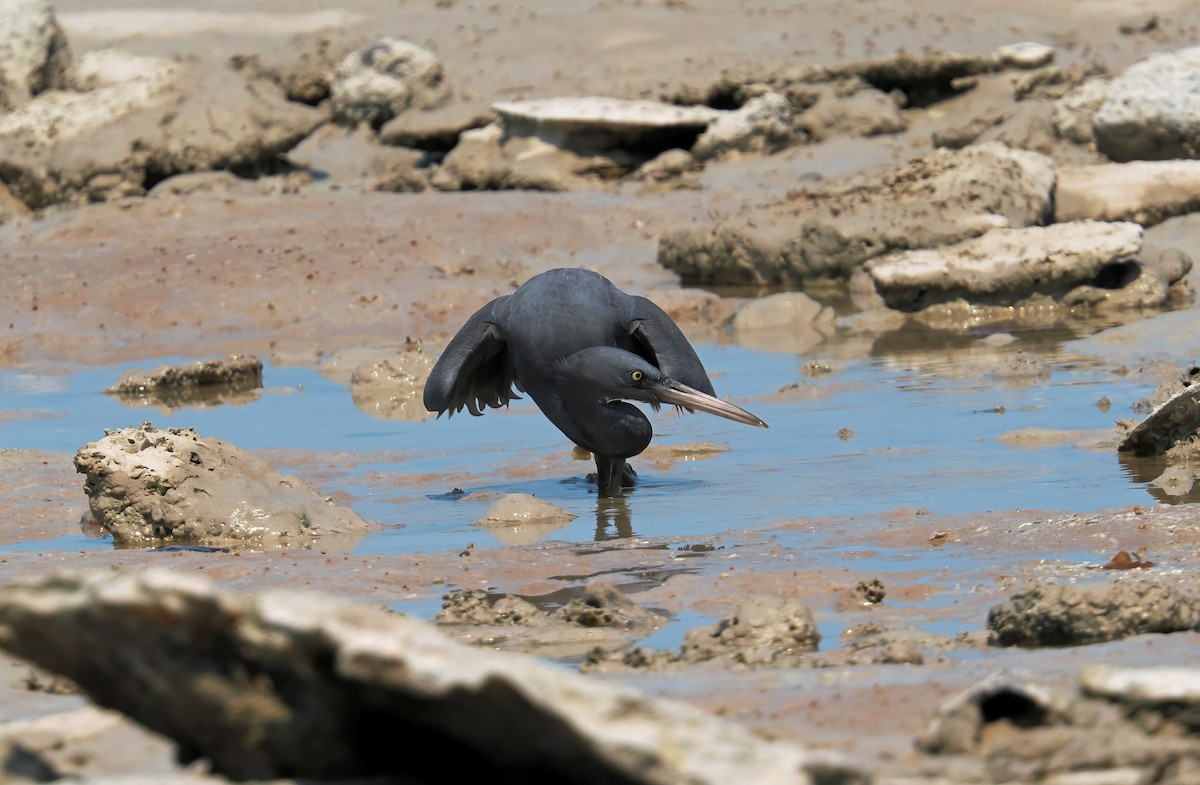Pacific Reef-Heron - ML642011636