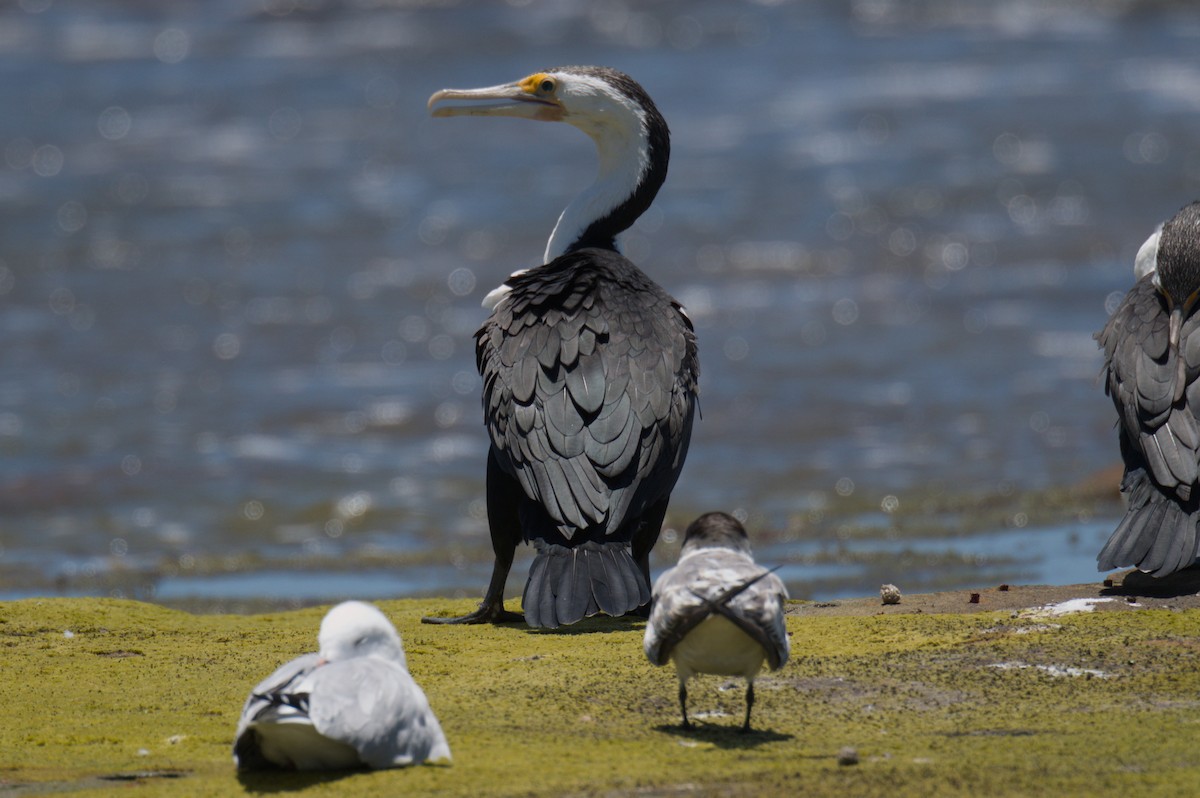 Pied Cormorant - ML642011648