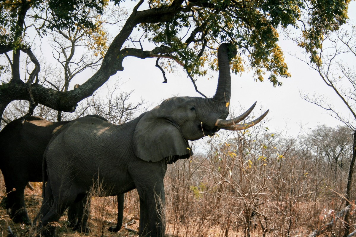 African Savanna Elephant - ML642011649