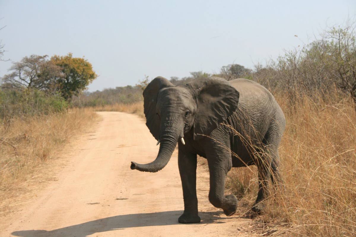 African Savanna Elephant - ML642011651