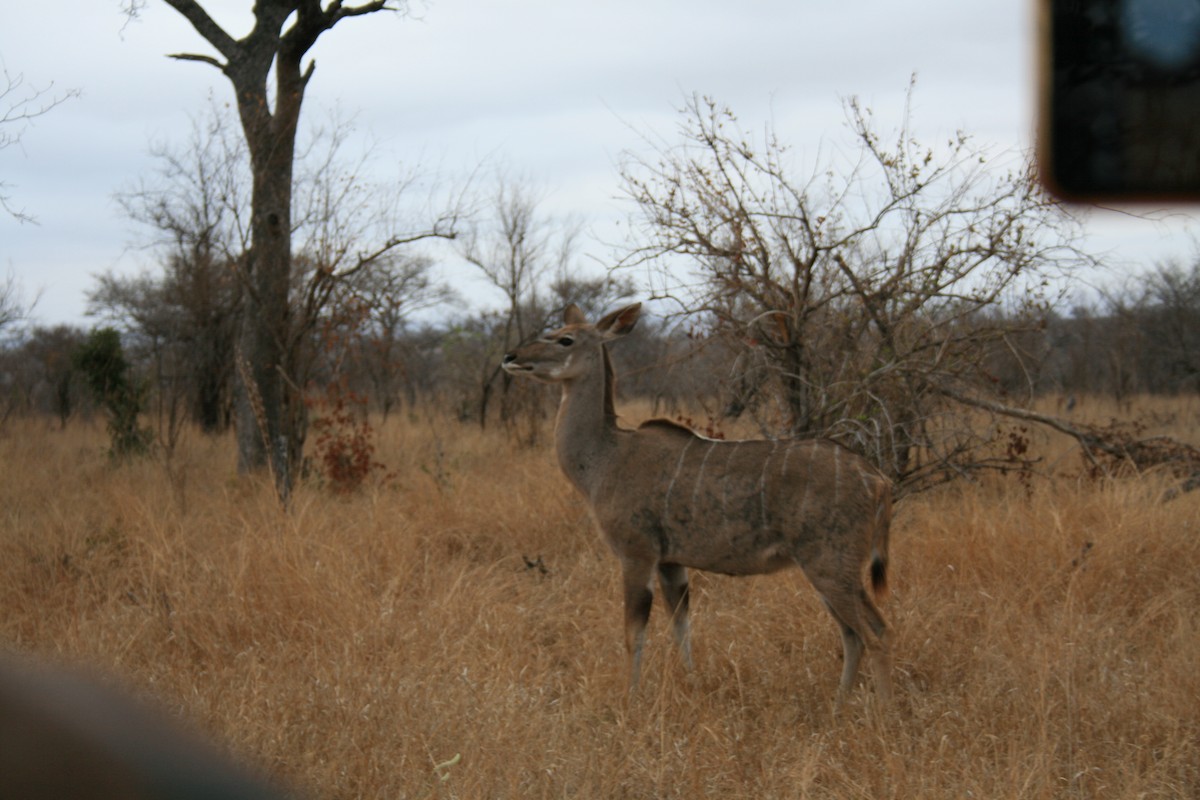 Southern Greater Kudu - ML642011652