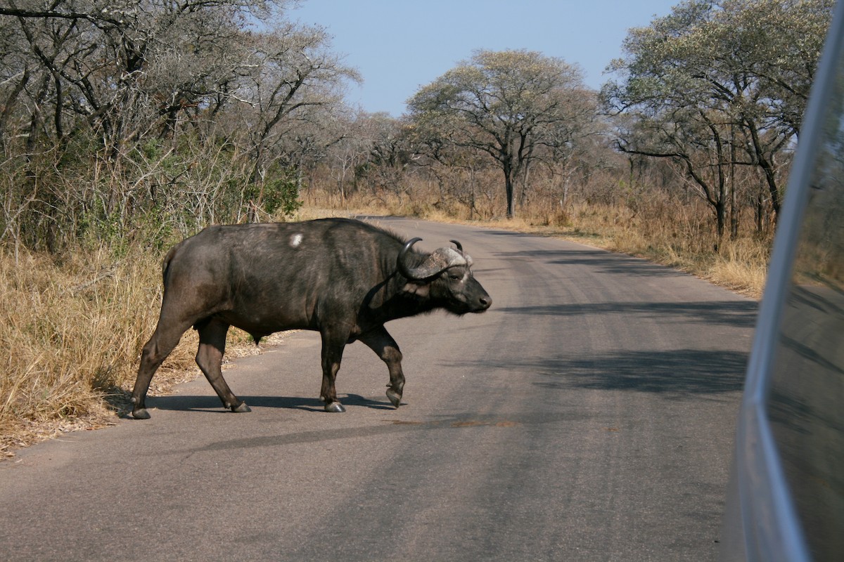 African Buffalo - ML642011654