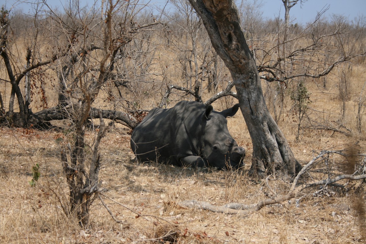 Southern White Rhinoceros - ML642011655