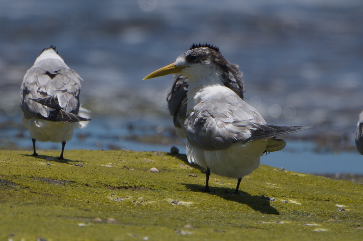 Great Crested Tern - ML642011686