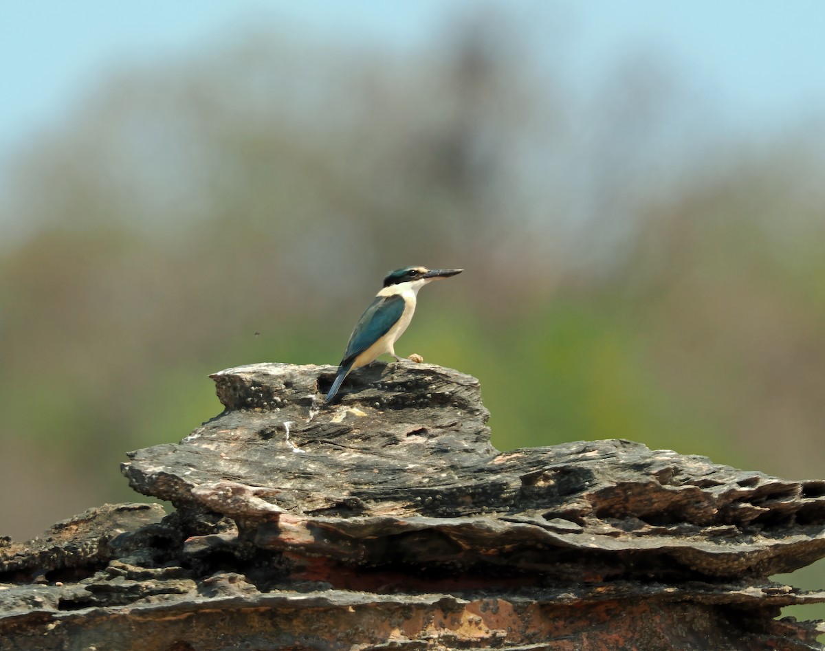 Sacred Kingfisher (Australasian) - ML642011689
