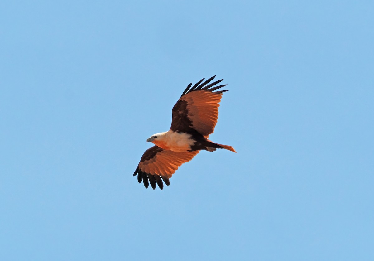 Brahminy Kite - ML642011698