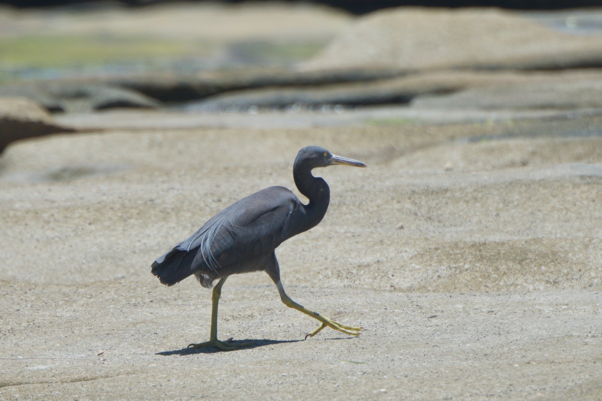 Pacific Reef-Heron - ML642011699