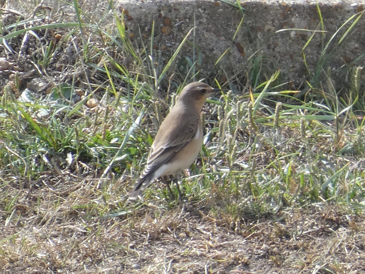 Northern Wheatear - ML642011700