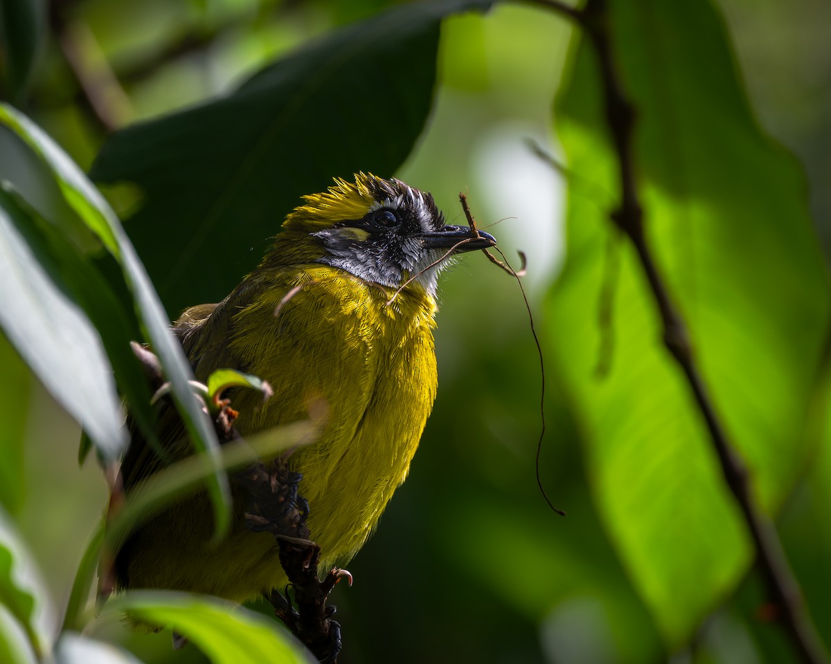 Yellow-eared Bulbul - ML642011701