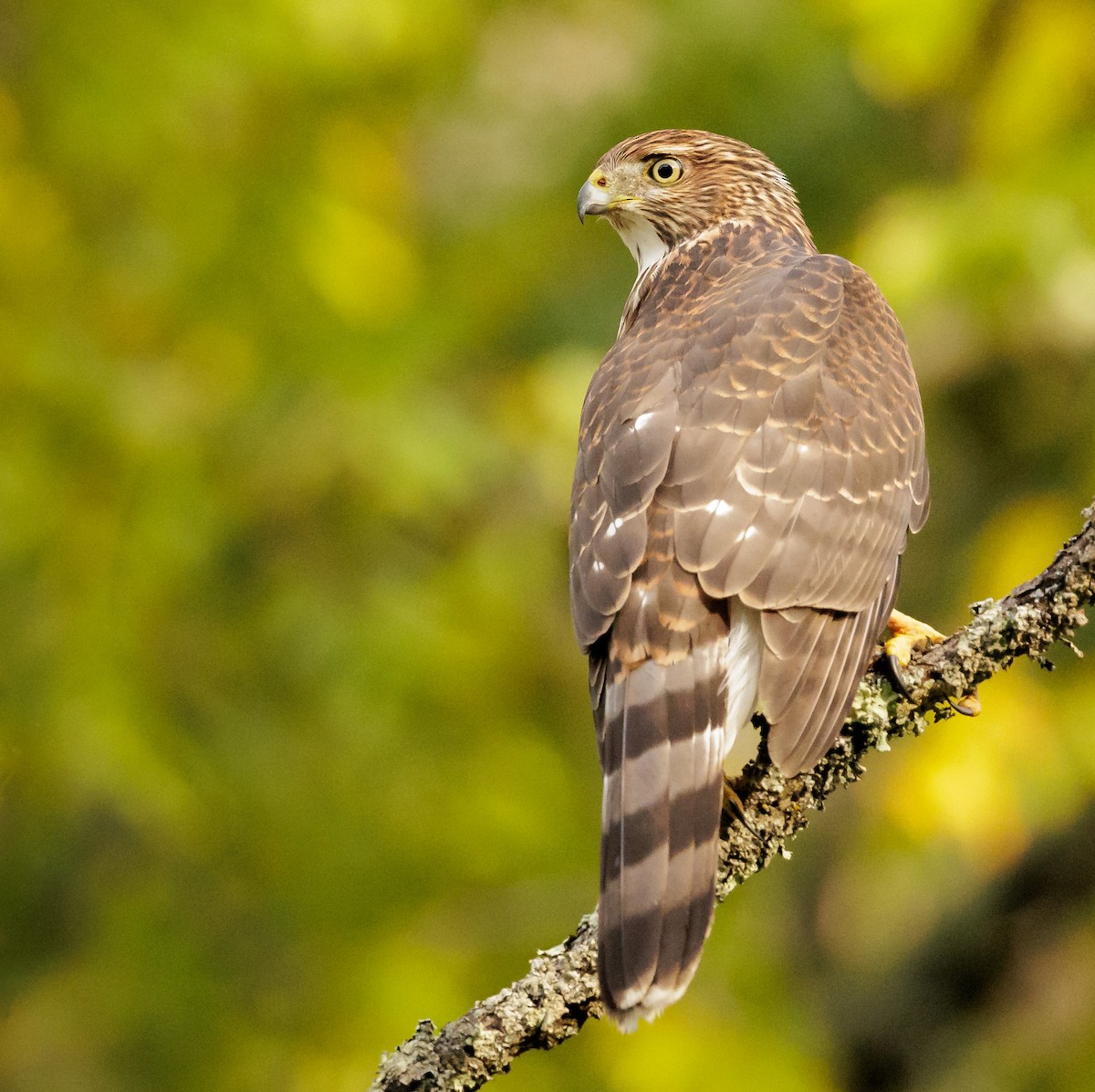 Cooper's Hawk - ML642011705