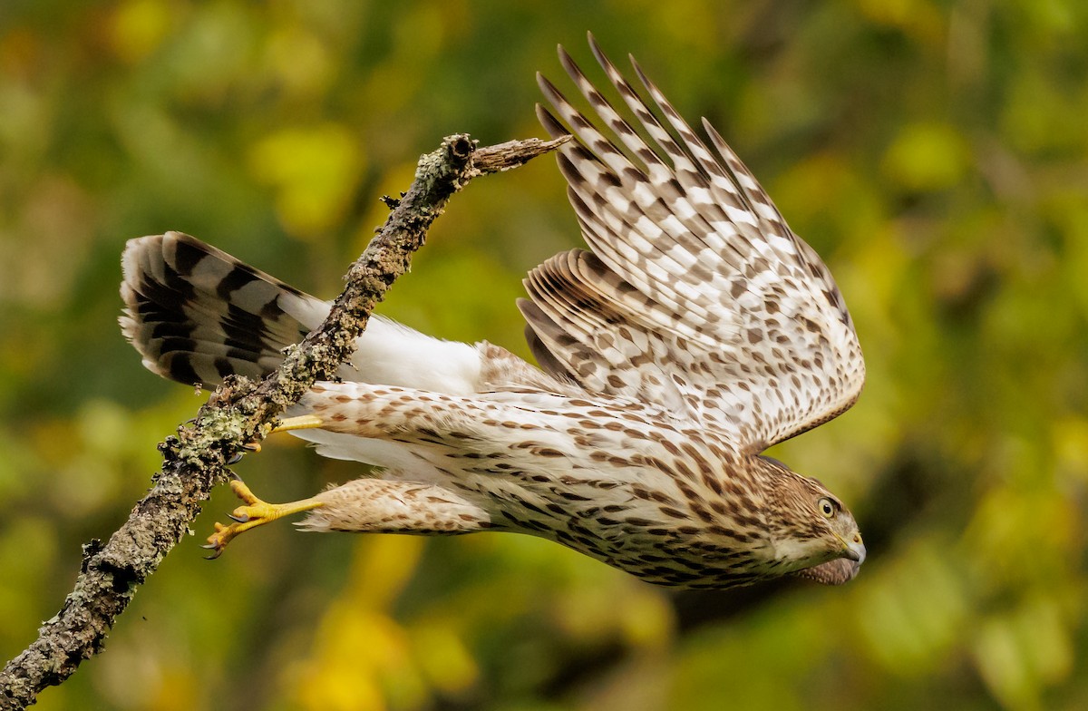 Cooper's Hawk - ML642011706
