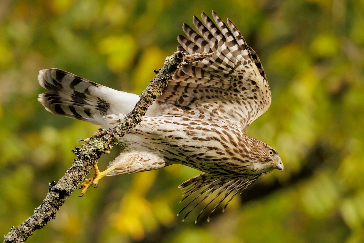 Cooper's Hawk - ML642011709