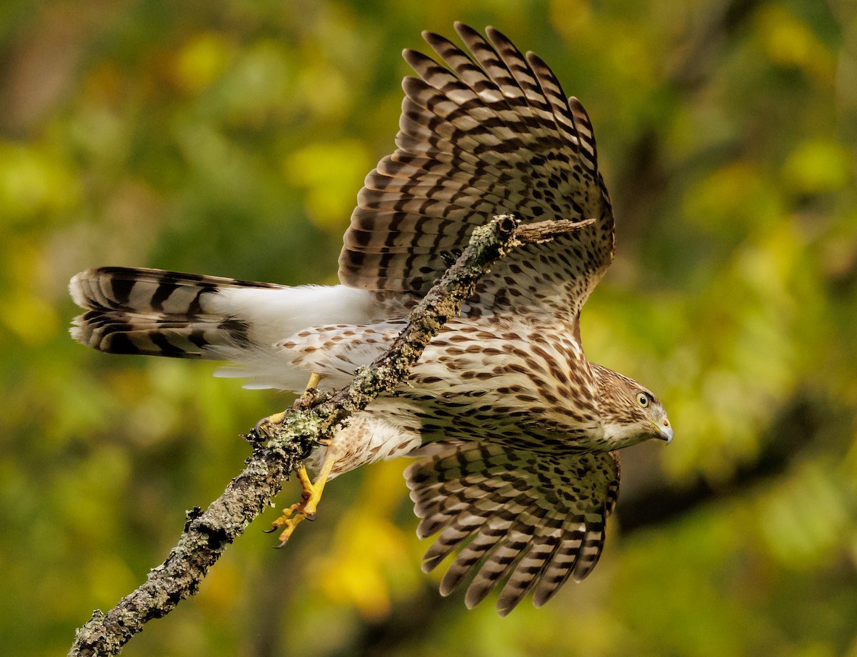 Cooper's Hawk - ML642011710
