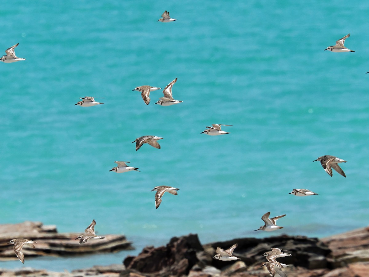 Greater Sand-Plover - ML642011712