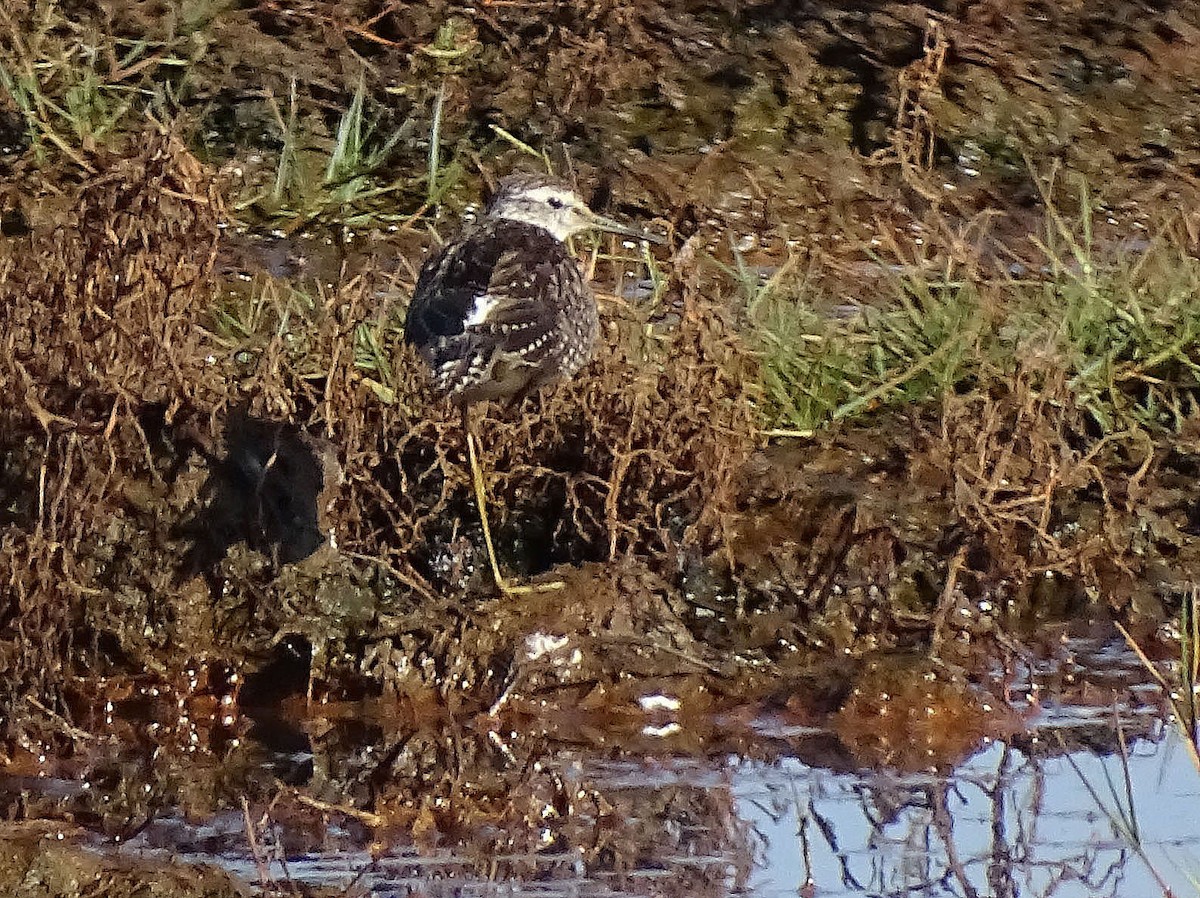 Wood Sandpiper - ML642011719