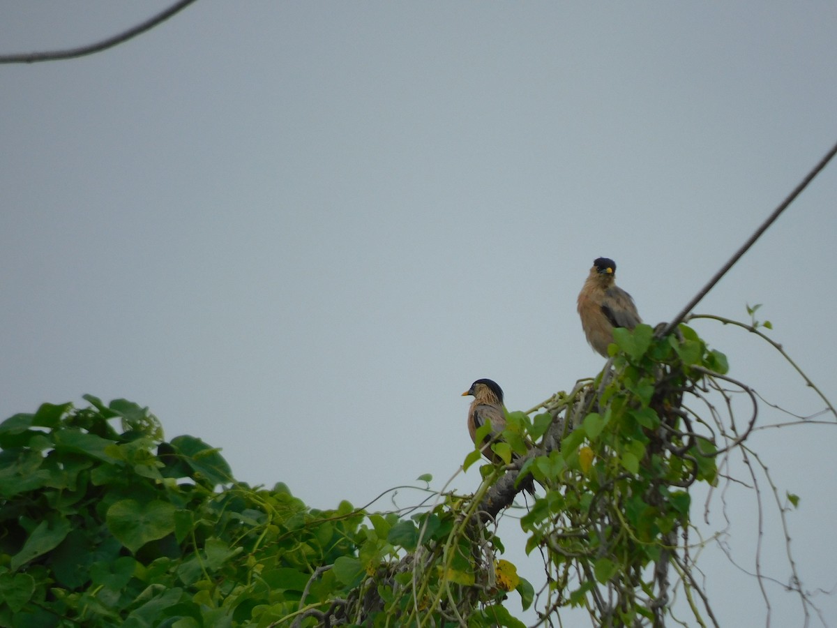 Brahminy Starling - ML642011720