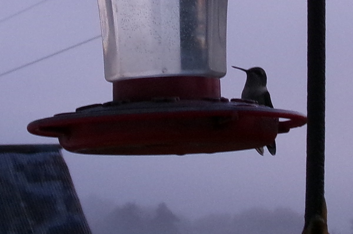 Ruby-throated Hummingbird - ML642011727