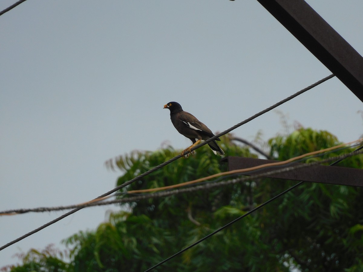 Common Myna - ML642011728