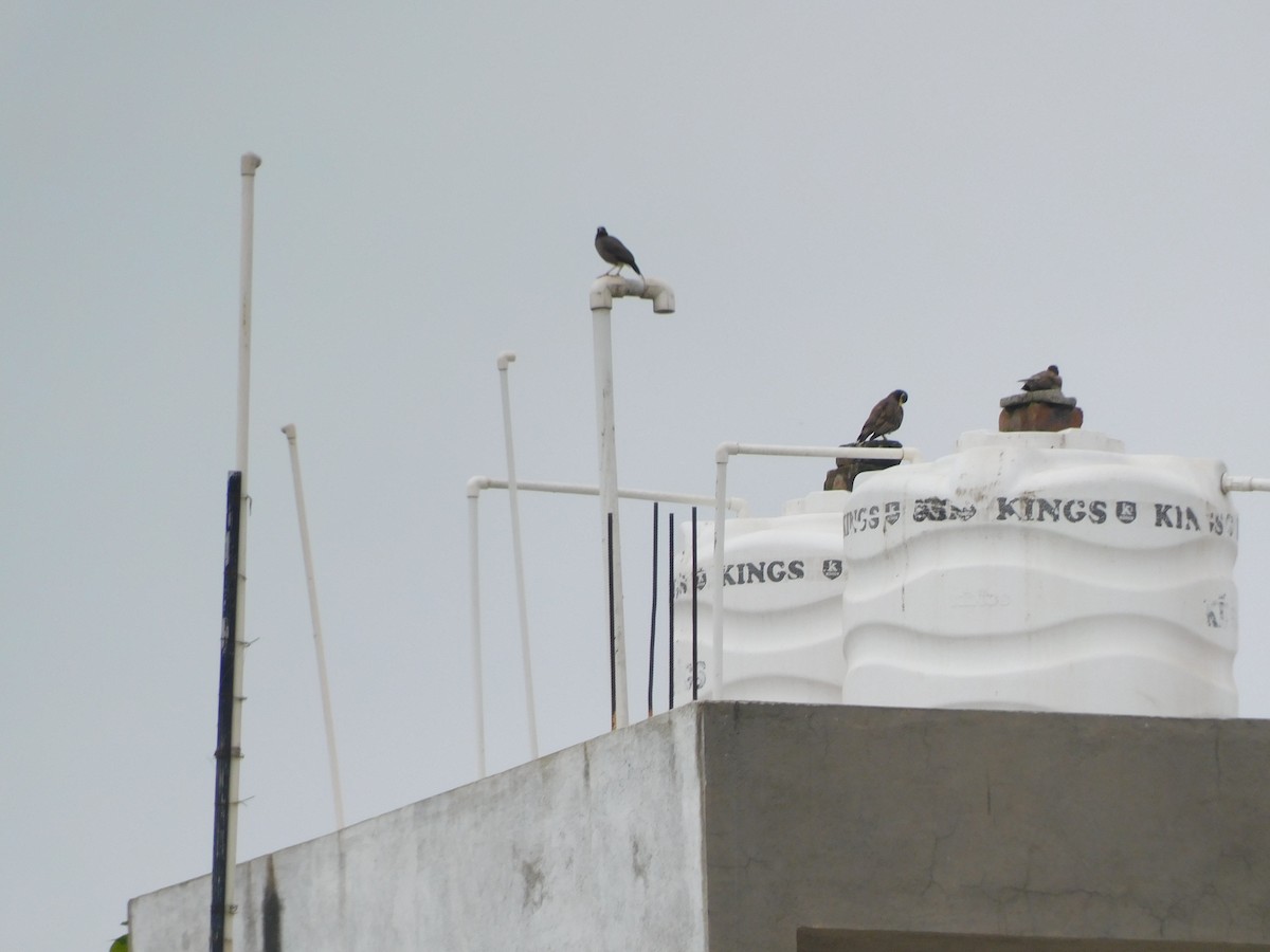Common Myna - ML642011730