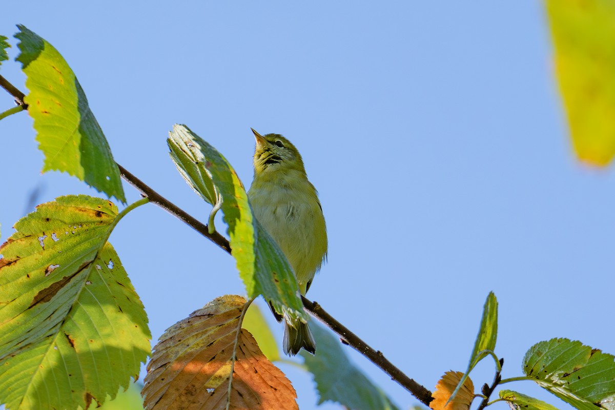 Tennessee Warbler - ML642011731