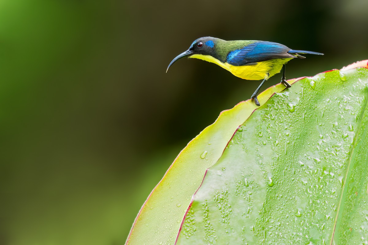 Lina's Sunbird - ML642011745