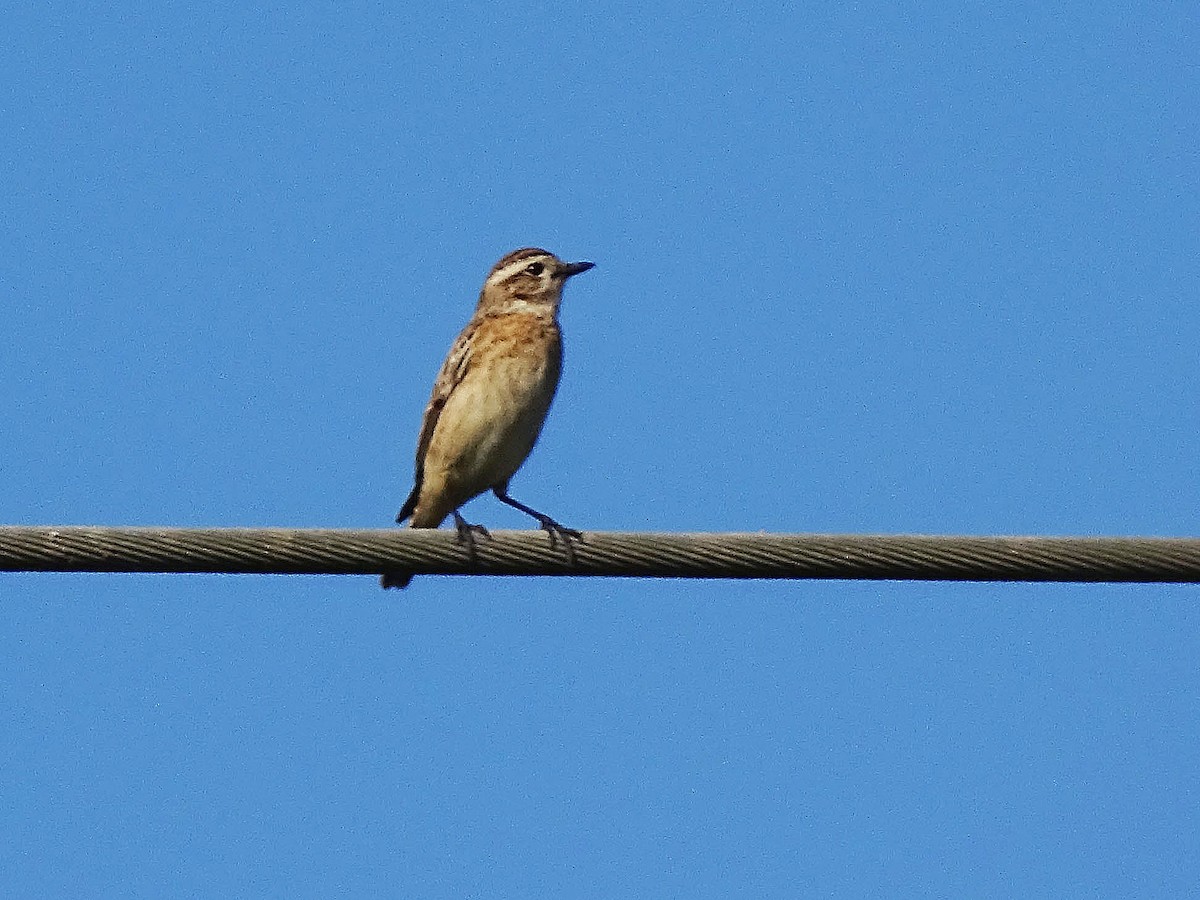 Whinchat - ML642011746