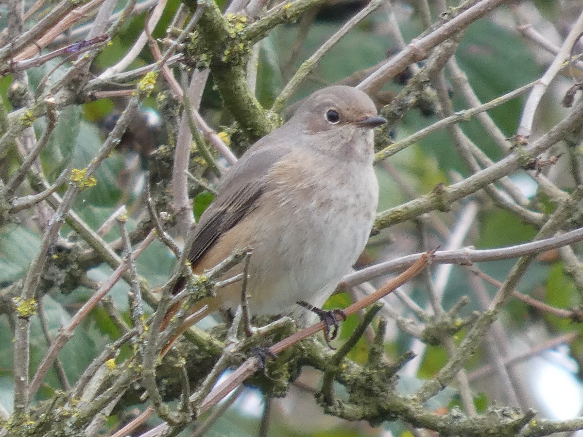 Common Redstart - ML642011758