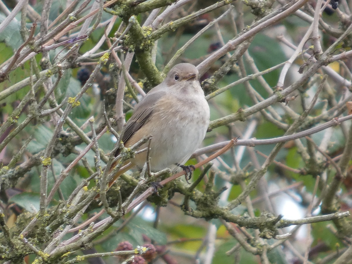Common Redstart - ML642011759