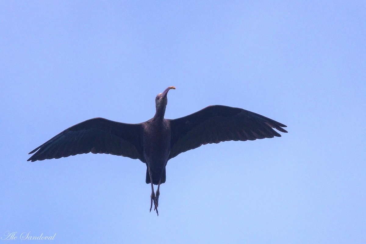 White-faced Ibis - ML642011767