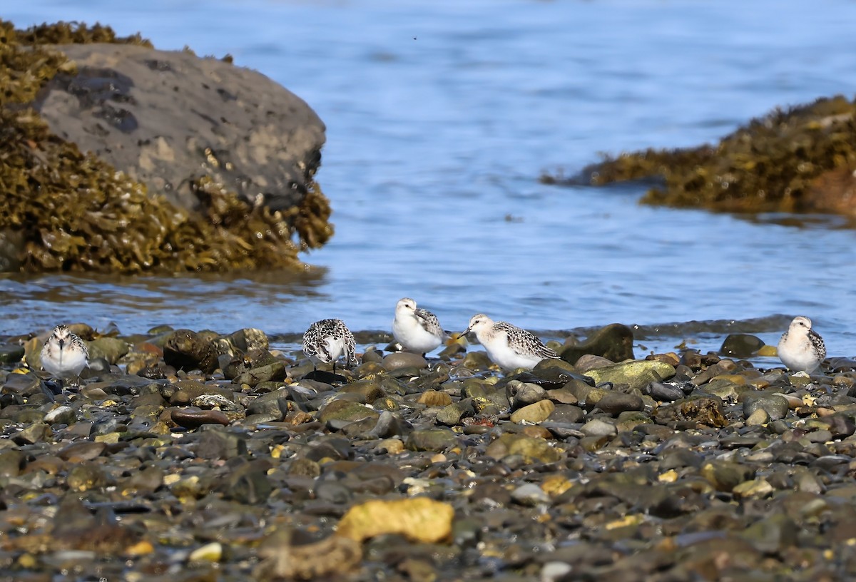 Sanderling - ML642011781