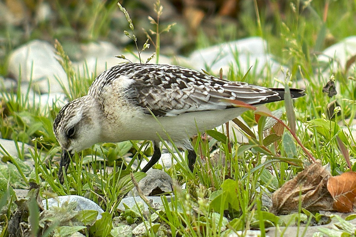 Sanderling - ML642011785