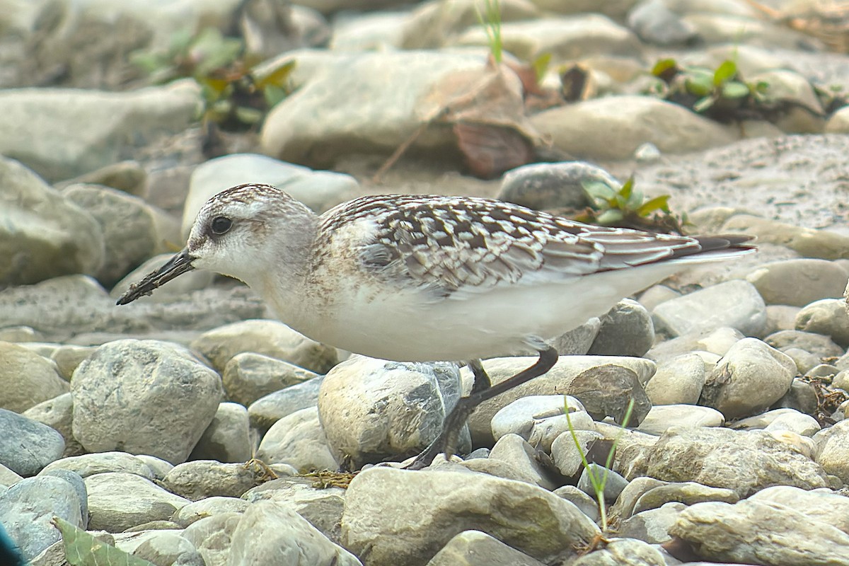 Sanderling - ML642011786