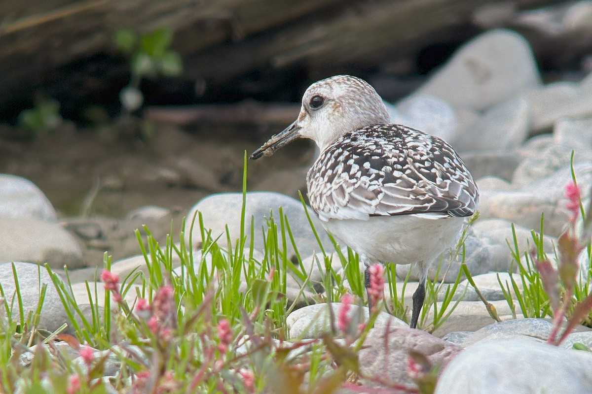 Sanderling - ML642011787