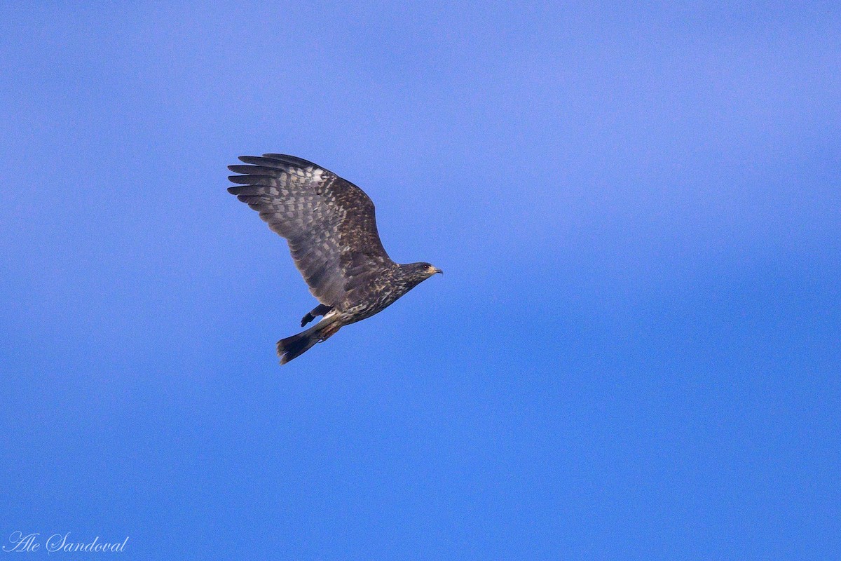Snail Kite - ML642011791