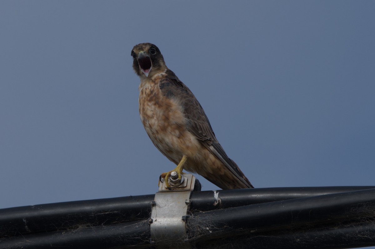 Australian Hobby - ML642011794