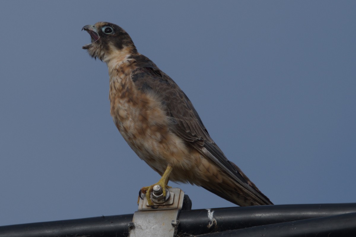 Australian Hobby - ML642011795