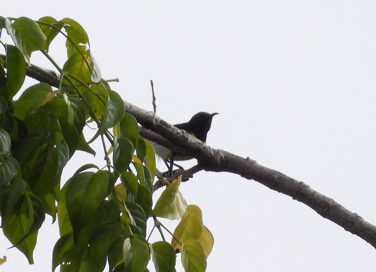 Purple-rumped Sunbird - ML642011797