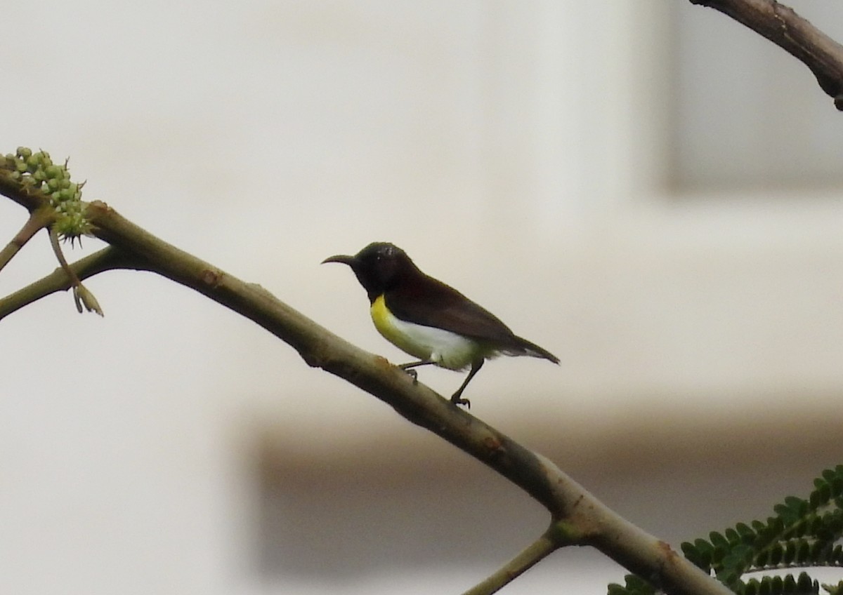 Purple-rumped Sunbird - ML642011798
