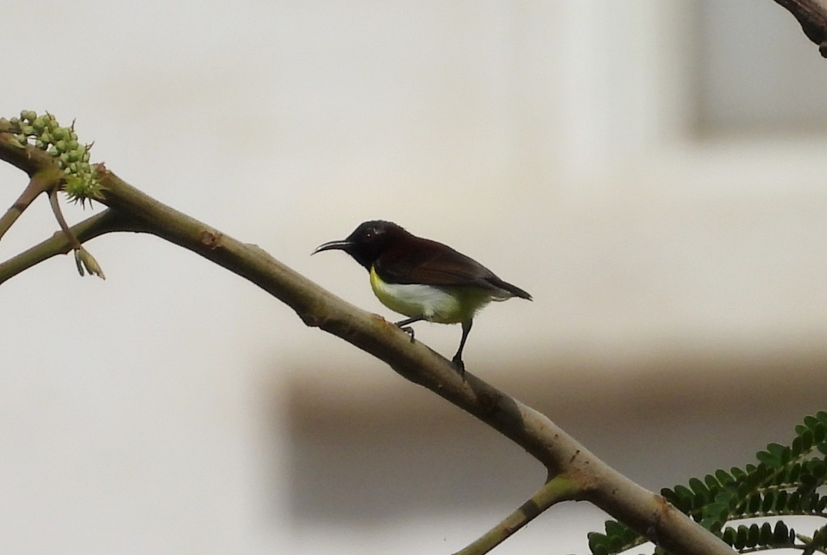 Purple-rumped Sunbird - ML642011799