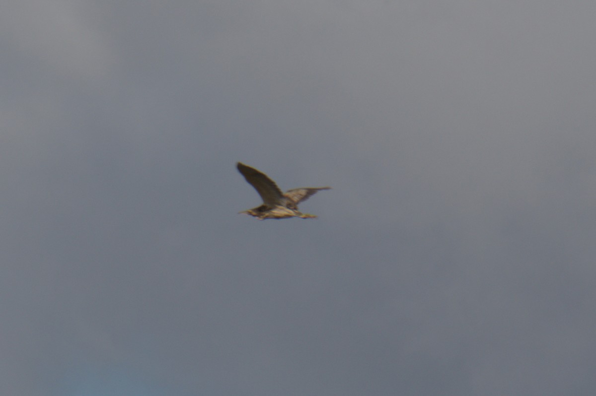 Australasian Bittern - ML642011806