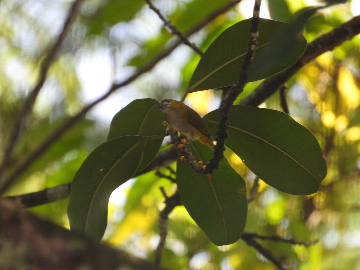 Golden-bellied Euphonia - ML642011810