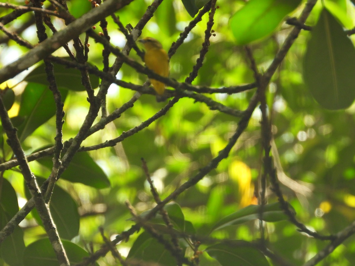 Golden-bellied Euphonia - ML642011813